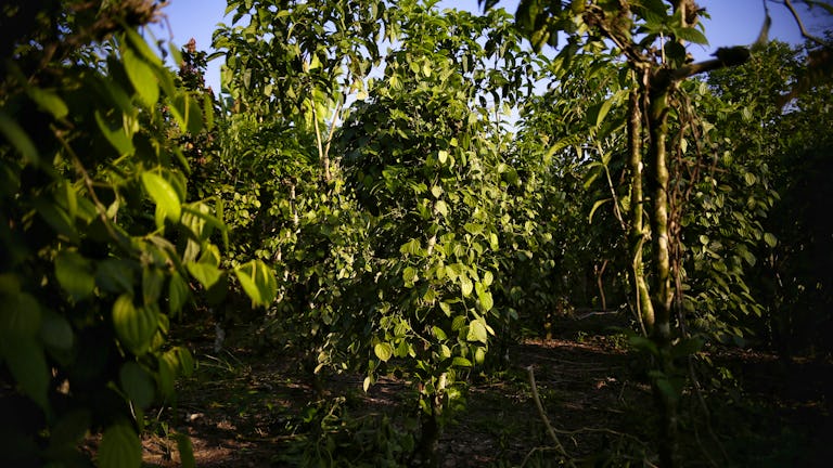 Proyectos productivos en Putumayo que han reemplazado los cultivos de coca.