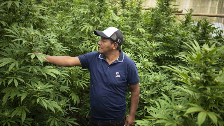 En Colombia el uso de marihuana no está penalizado: se pueden cultivar hasta 20 plantas de cannabis